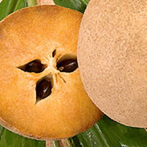 Sapodilla