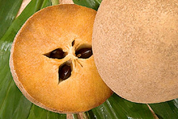Spodilla