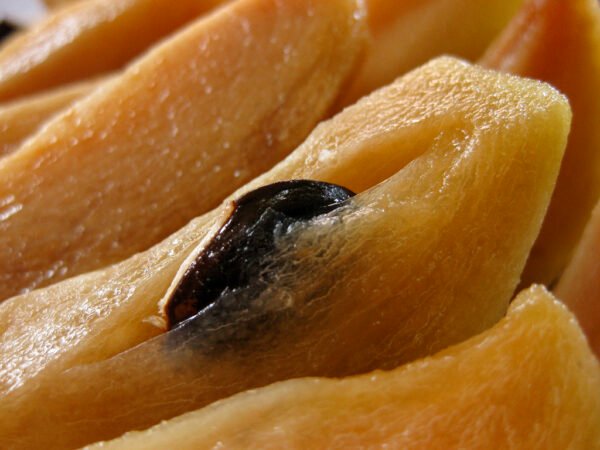 sapodilla1
